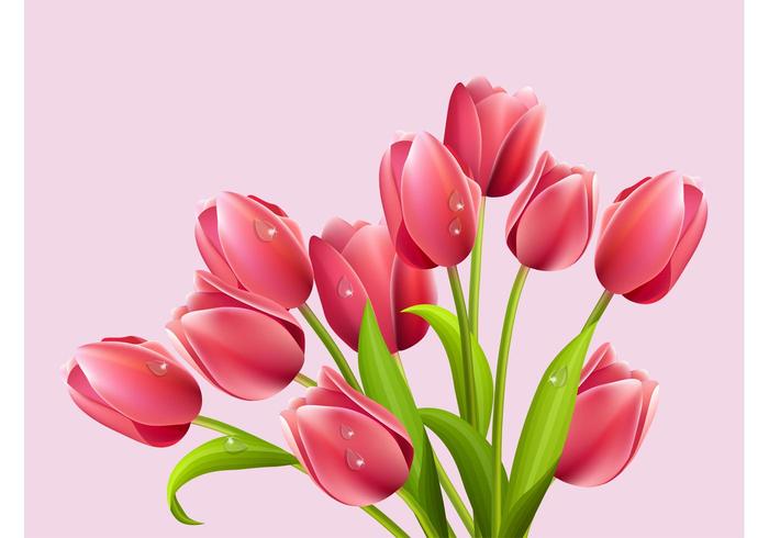 Detail Free Tulip Images Nomer 36