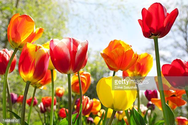 Detail Free Tulip Images Nomer 37