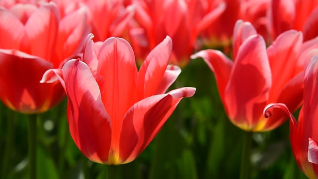 Detail Free Tulip Images Nomer 50