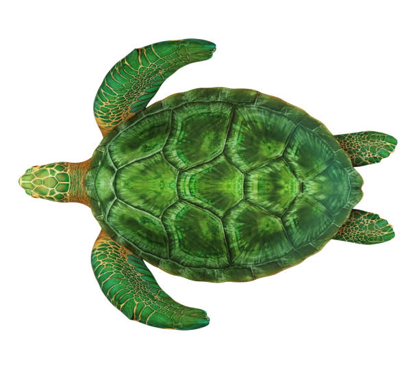 Detail Free Turtle Images Nomer 19