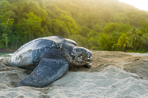 Detail Free Turtle Images Nomer 21