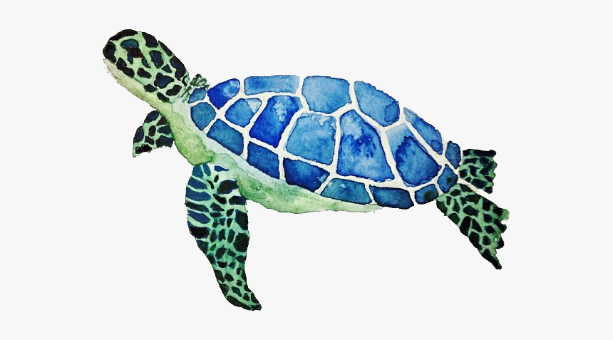 Detail Free Turtle Images Nomer 25