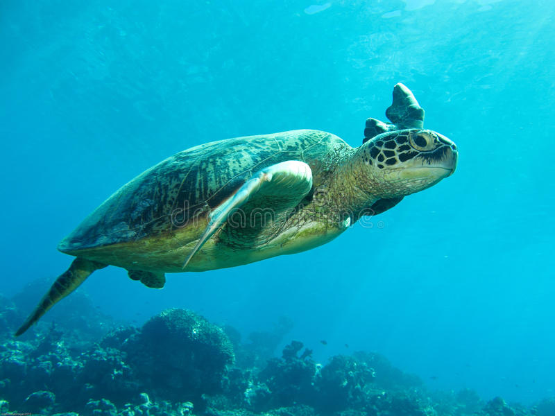 Detail Free Turtle Images Nomer 31