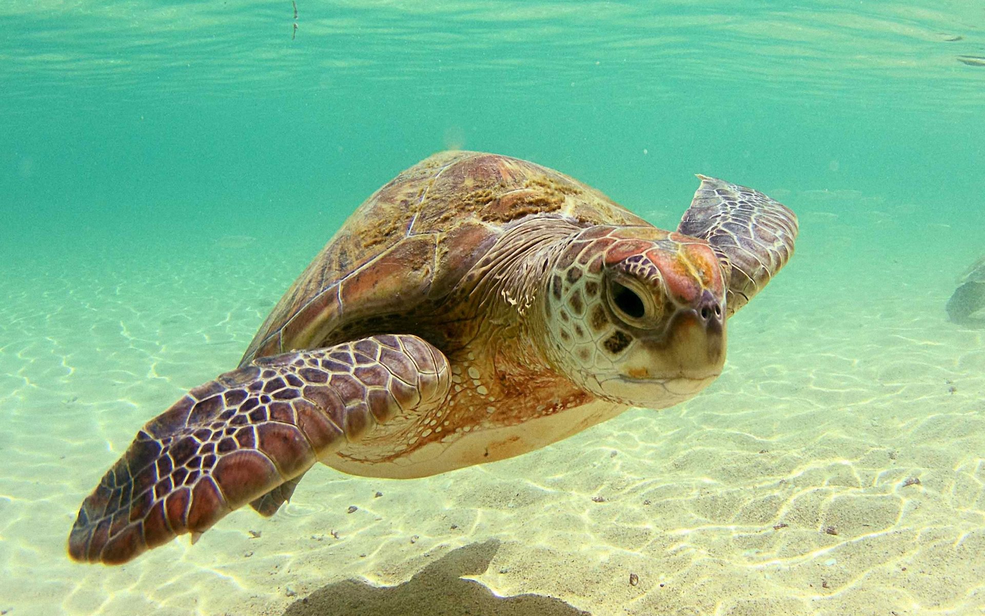 Detail Free Turtle Images Nomer 32