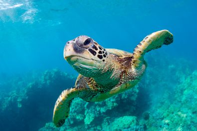 Detail Free Turtle Images Nomer 34
