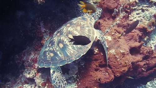 Detail Free Turtle Images Nomer 35