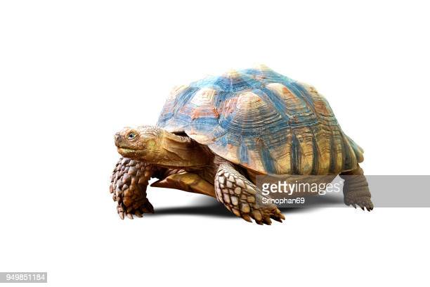 Detail Free Turtle Images Nomer 38