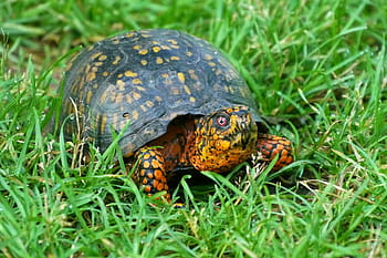 Detail Free Turtle Images Nomer 41