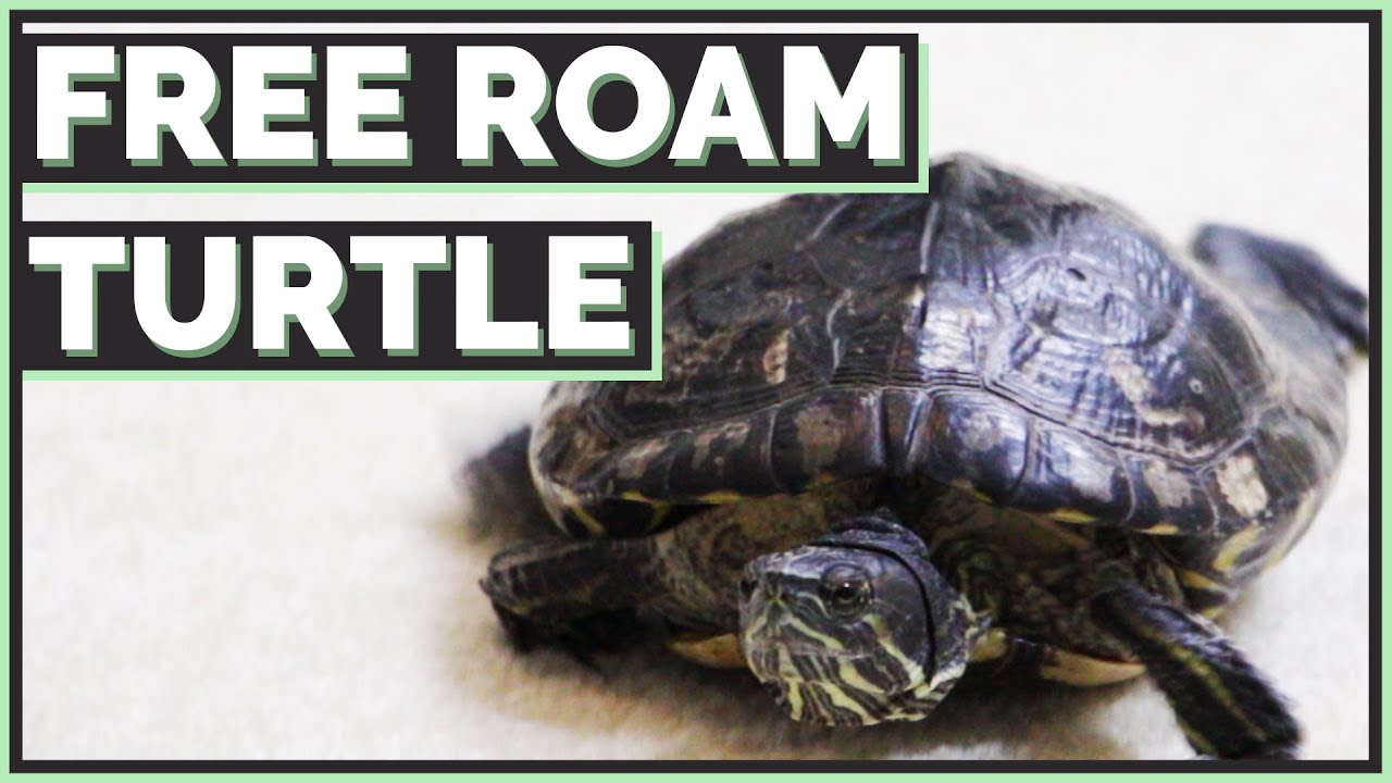 Detail Free Turtle Images Nomer 42