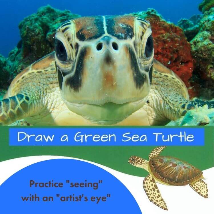 Detail Free Turtle Images Nomer 43