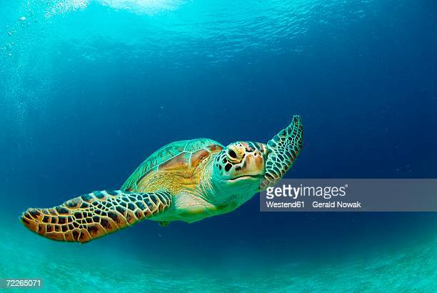 Detail Free Turtle Images Nomer 46