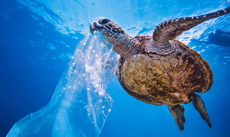 Detail Free Turtle Images Nomer 6
