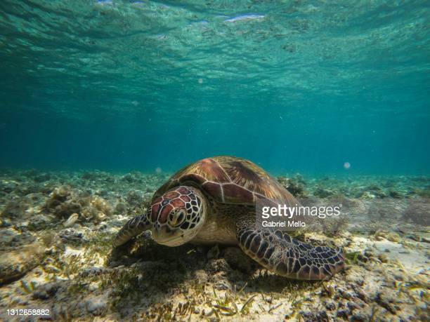 Detail Free Turtle Images Nomer 53
