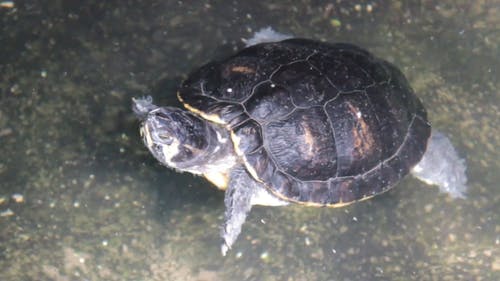 Detail Free Turtle Images Nomer 57