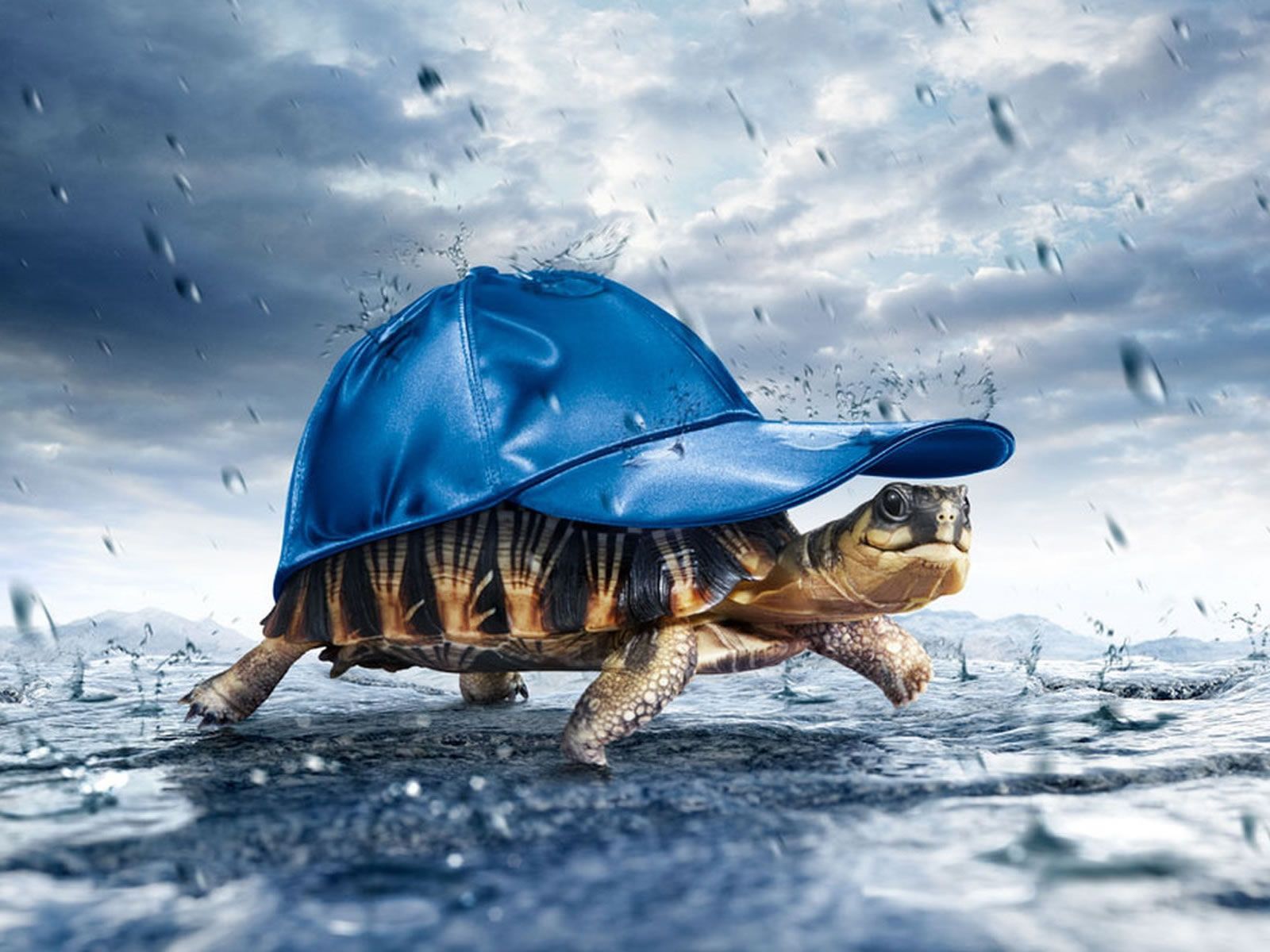 Detail Free Turtle Images Nomer 58
