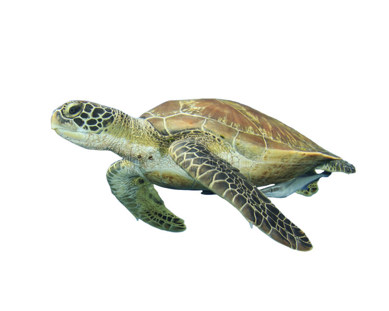 Detail Free Turtle Images Nomer 7