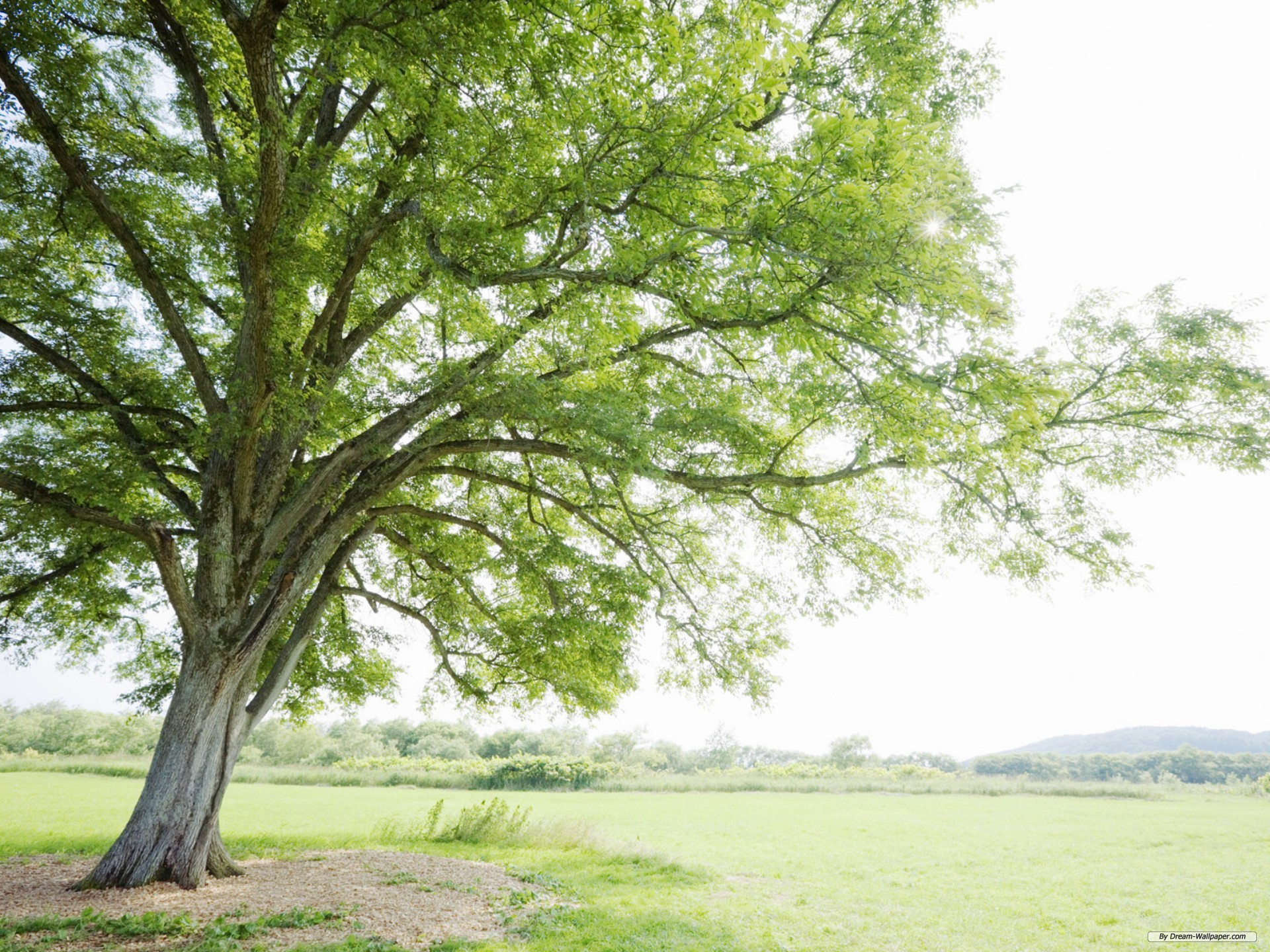 Деревья на которых можно сидеть. Фон дерево. Белое с зеленым в природе. Manzara a Tree. Фото природа и дерево слева.