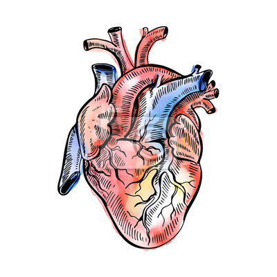 Anatomisches Herz Zeichnung - KibrisPDR