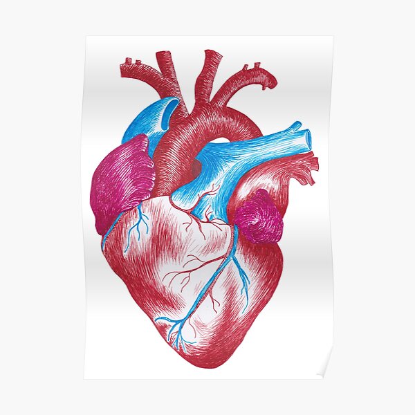Detail Anatomisches Herz Zeichnung Nomer 18