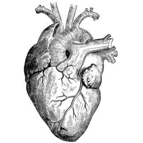 Detail Anatomisches Herz Zeichnung Nomer 5
