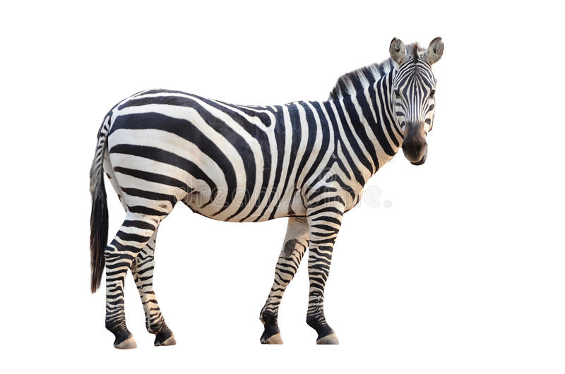 Free Zebra Pictures - KibrisPDR