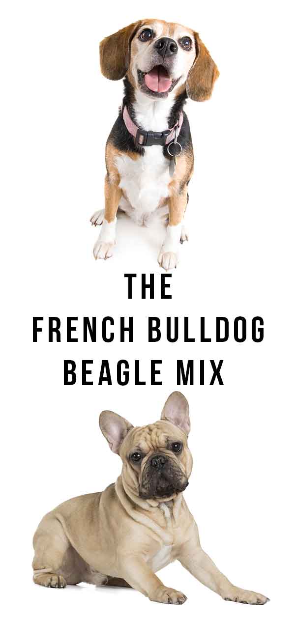 Detail French Bulldog And Beagle Nomer 19
