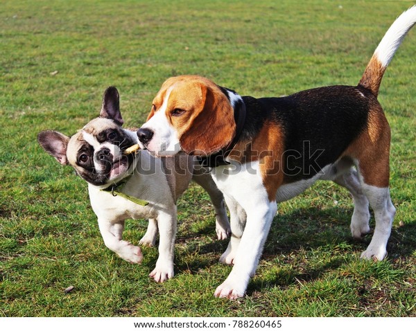 Detail French Bulldog And Beagle Nomer 5