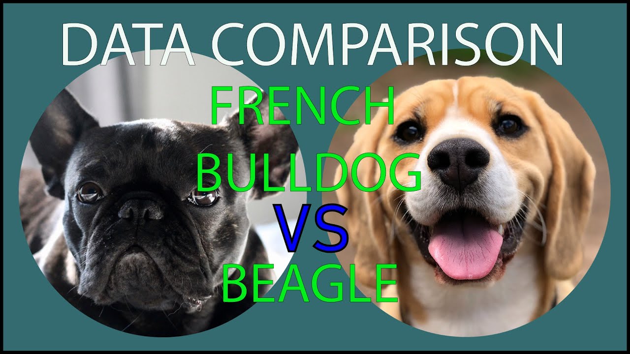 Detail French Bulldog And Beagle Nomer 41