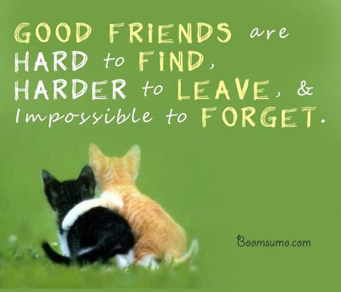 Download Friendship Warmth Quotes Nomer 10