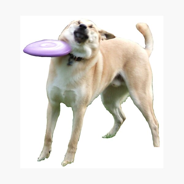 Detail Frisbee Dog Meme Nomer 13