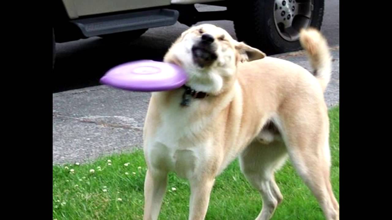 Detail Frisbee Dog Meme Nomer 4