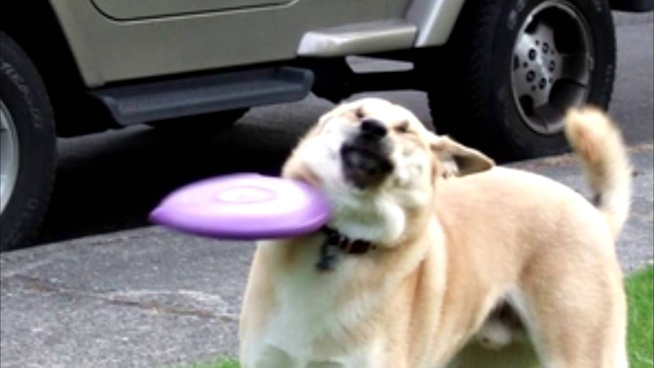 Detail Frisbee Dog Meme Nomer 37