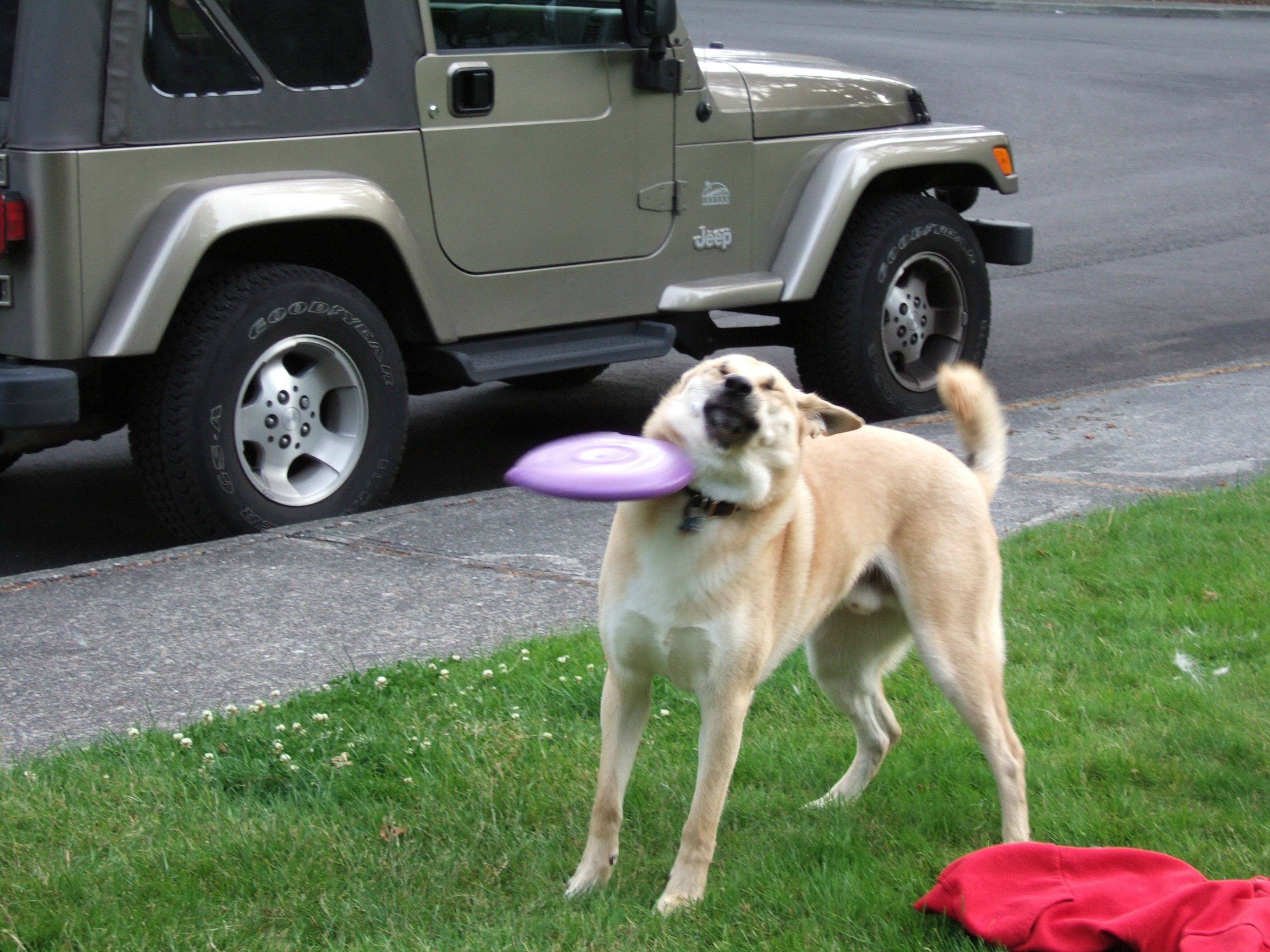 Frisbee Doge - KibrisPDR