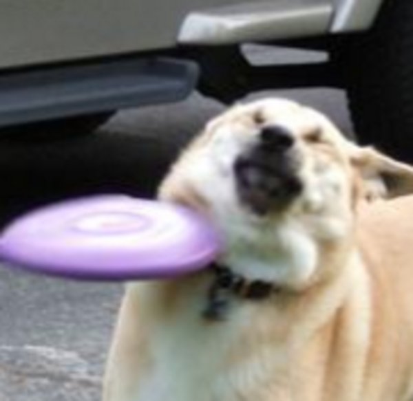 Detail Frisbee Doge Nomer 2