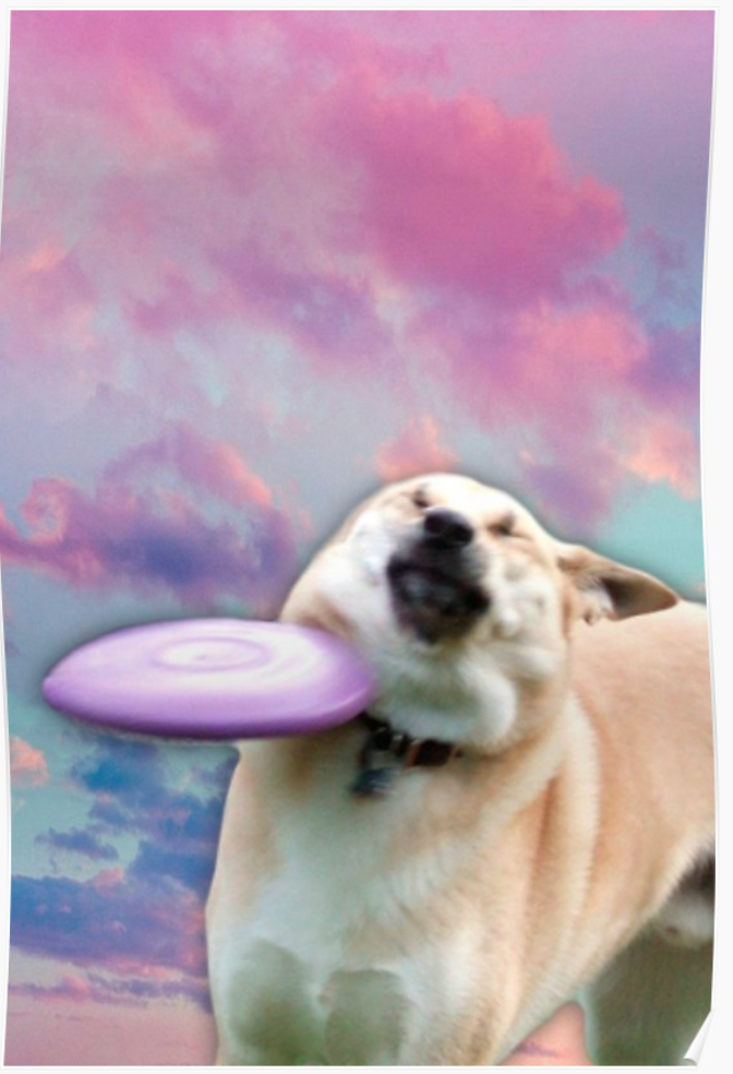 Detail Frisbee Doge Nomer 3