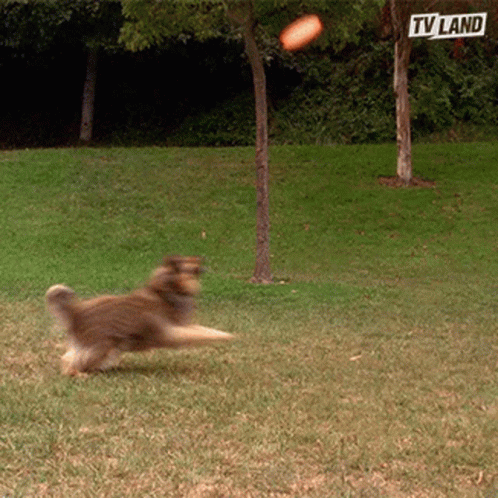 Detail Frisbee Doge Nomer 48