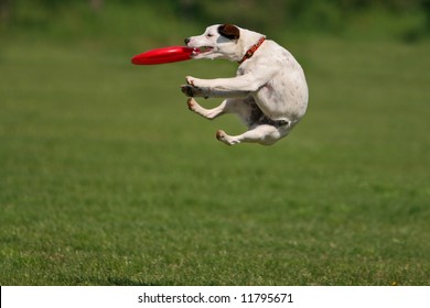 Detail Frisbee Doge Nomer 51