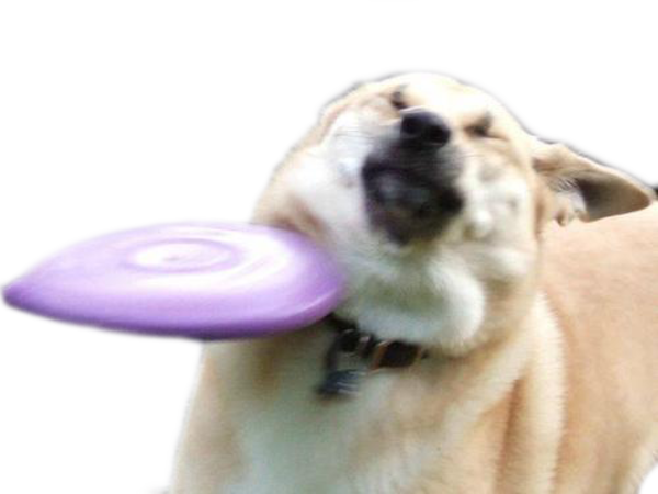 Detail Frisbee Doge Nomer 9