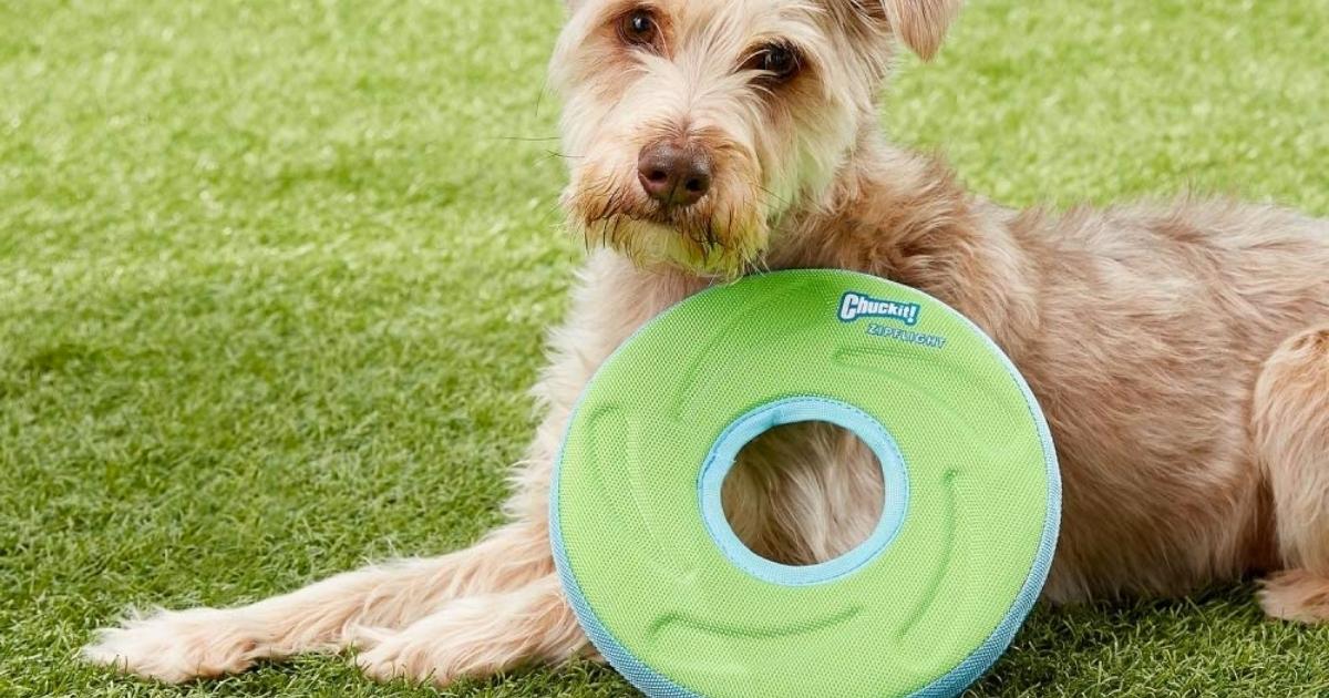 Detail Frisbee For Dogs Amazon Nomer 15