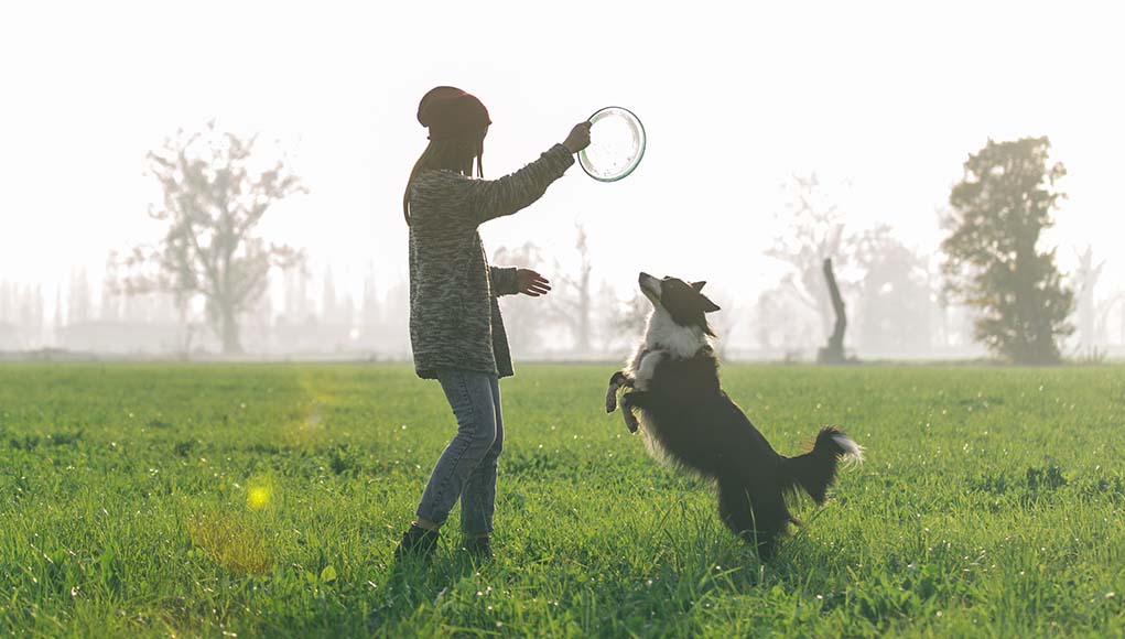 Detail Frisbee For Dogs Amazon Nomer 40