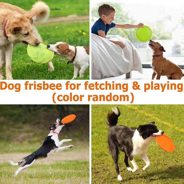 Detail Frisbee For Dogs Amazon Nomer 46