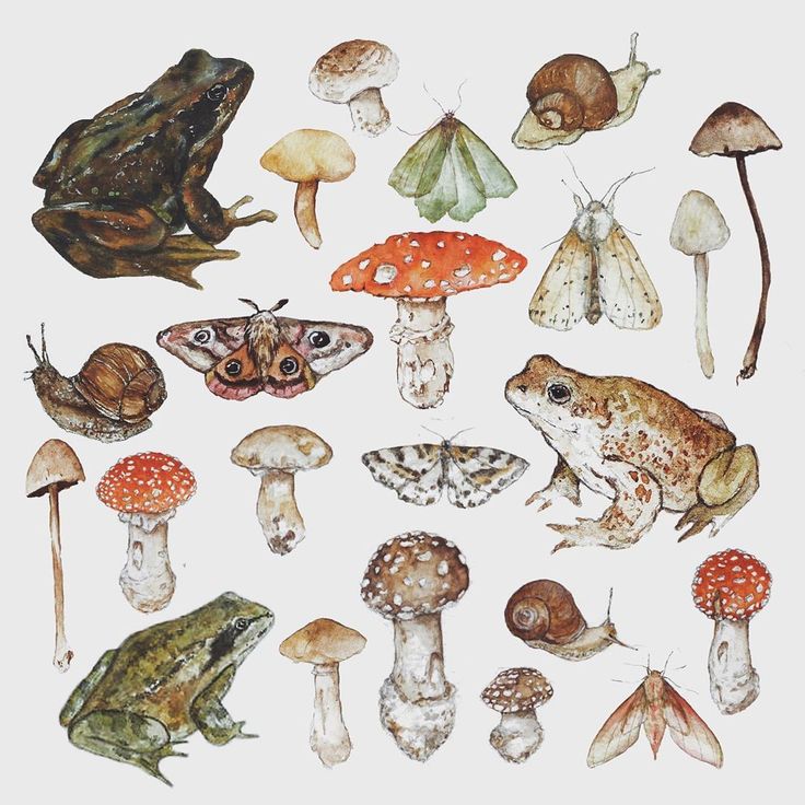 Detail Frog And Mushroom Wallpaper Nomer 12