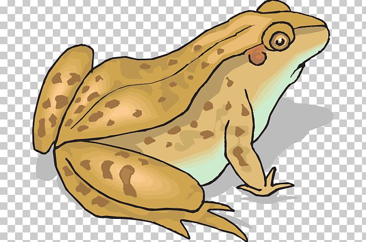 Detail Frog And Toad Png Nomer 17