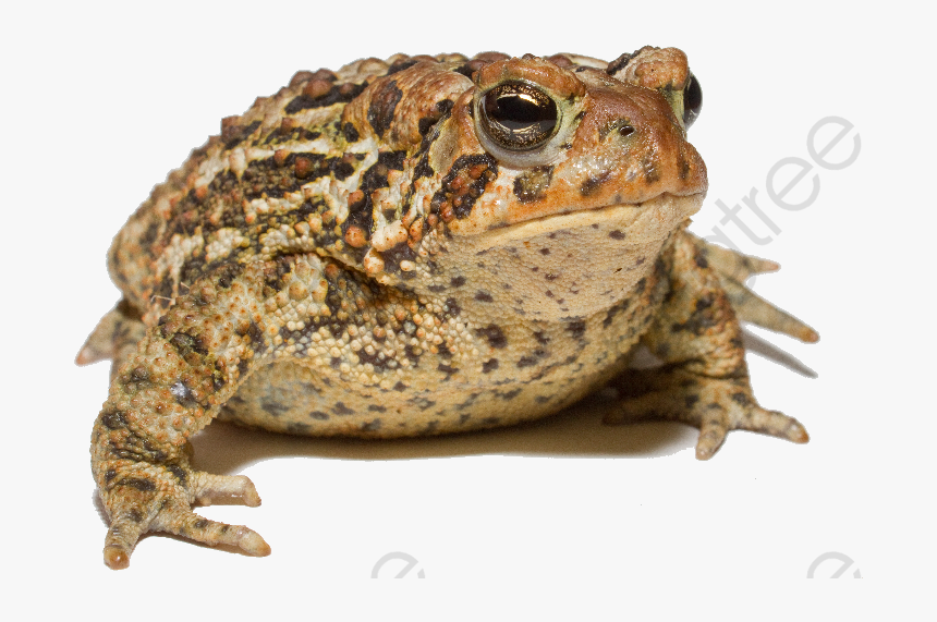 Detail Frog And Toad Png Nomer 9