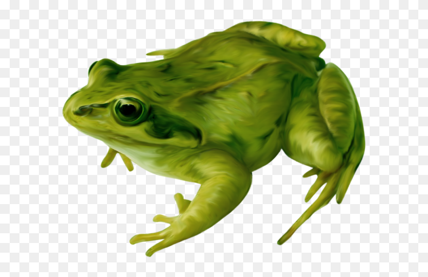 Detail Frog Clipart Png Nomer 36