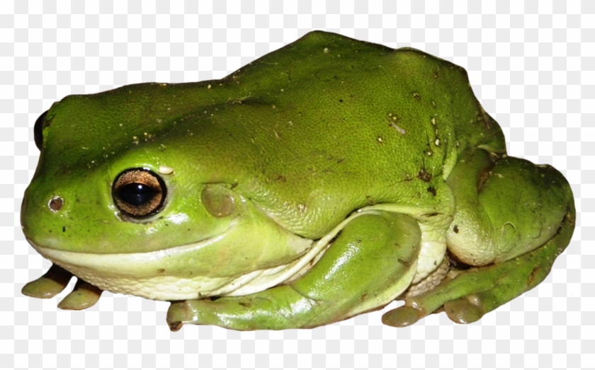 Detail Frog Clipart Png Nomer 49