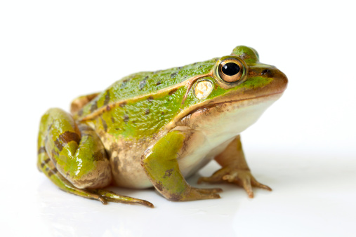 Frog Download - KibrisPDR