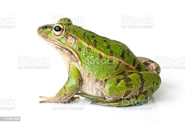 Detail Frog Download Nomer 24