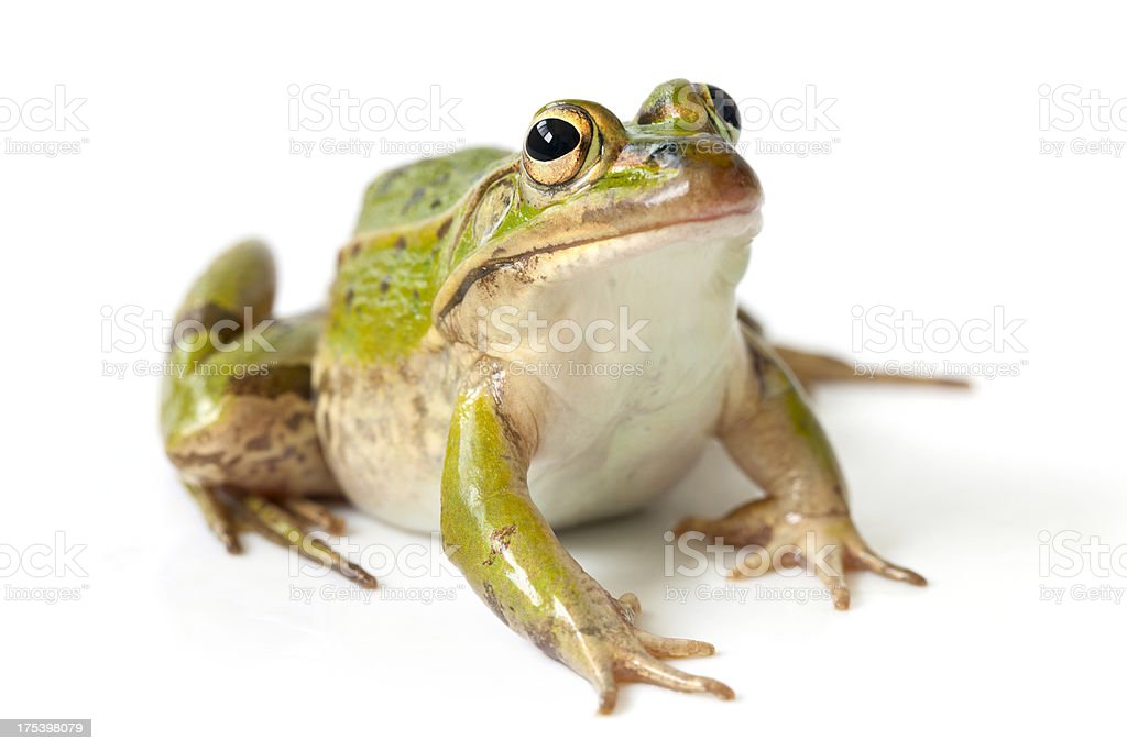 Detail Frog Download Nomer 25