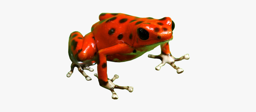 Detail Frog Download Nomer 42